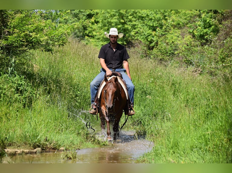 American Quarter Horse Wallach 4 Jahre 142 cm Rotfuchs in Baltic, OH