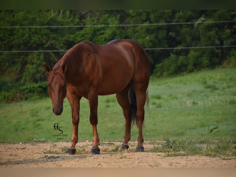 American Quarter Horse Wallach 4 Jahre 142 cm Rotfuchs in Baltic, OH