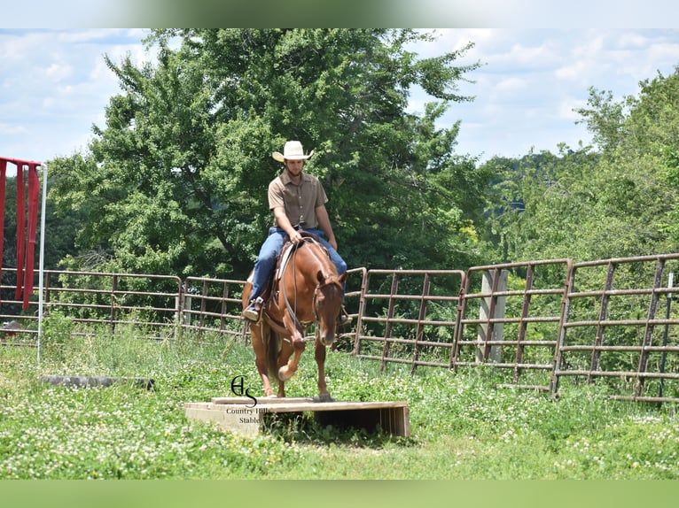 American Quarter Horse Wallach 4 Jahre 142 cm Rotfuchs in Baltic, OH