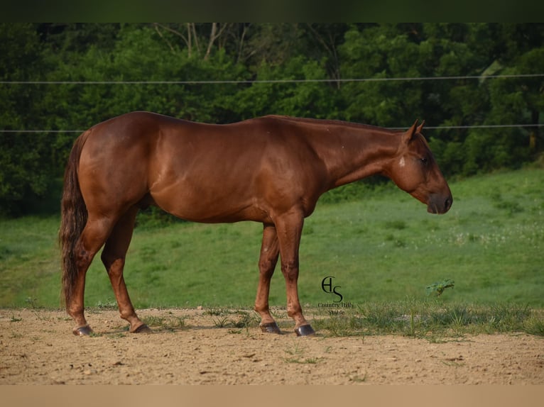 American Quarter Horse Wallach 4 Jahre 142 cm Rotfuchs in Baltic, OH