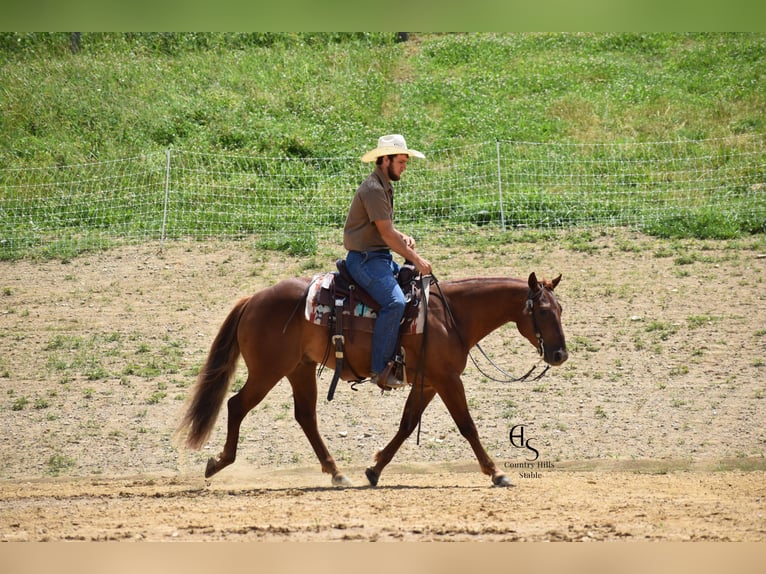 American Quarter Horse Wallach 4 Jahre 142 cm Rotfuchs in Baltic, OH