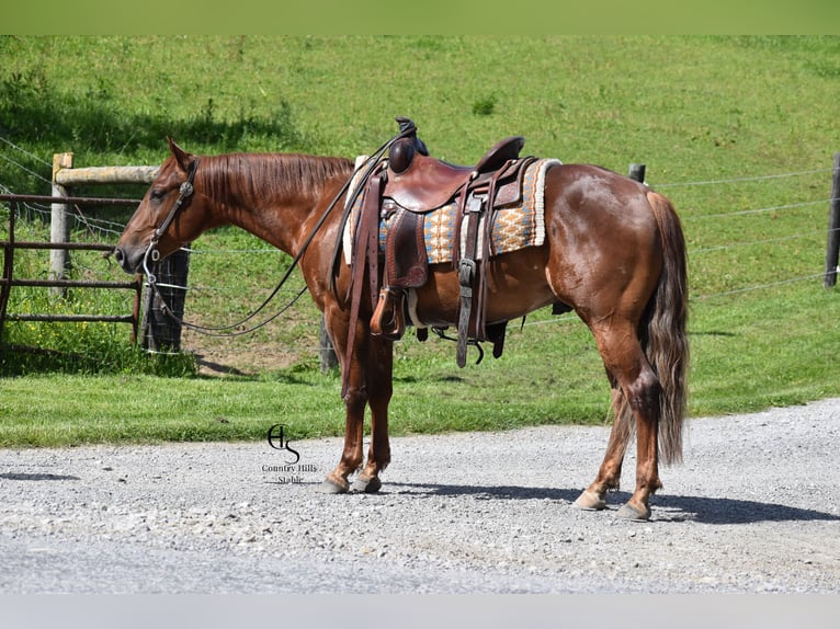 American Quarter Horse Wallach 4 Jahre 142 cm Rotfuchs in Baltic, OH
