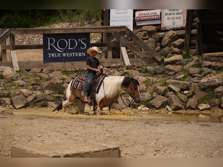 American Quarter Horse Mix Wallach 4 Jahre 142 cm Schecke in Baltic