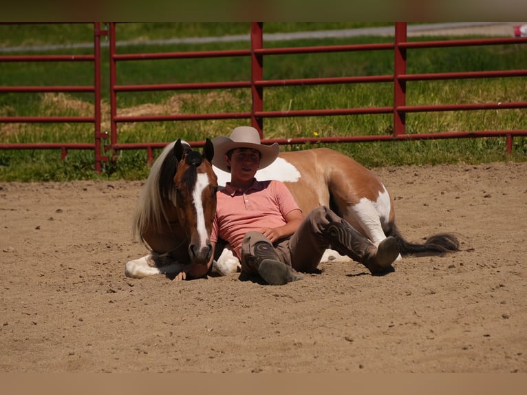 American Quarter Horse Mix Wallach 4 Jahre 142 cm Schecke in Baltic