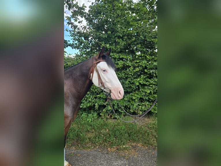 American Quarter Horse Wallach 4 Jahre 143 cm Dunkelbrauner in Rotstergaast