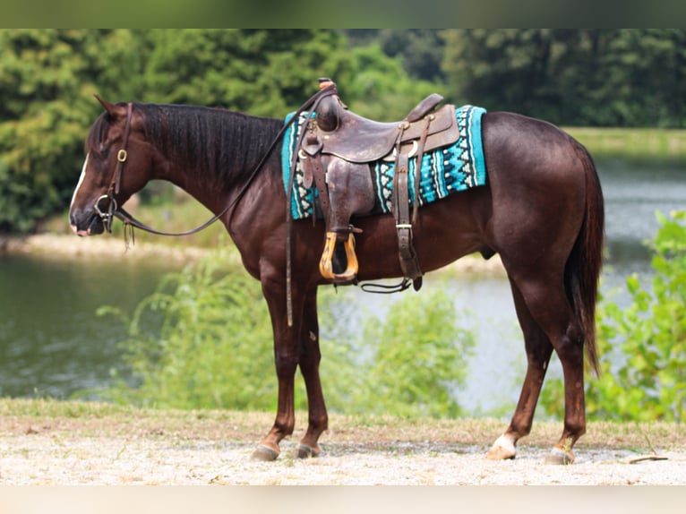 American Quarter Horse Wallach 4 Jahre 145 cm Dunkelfuchs in Robards