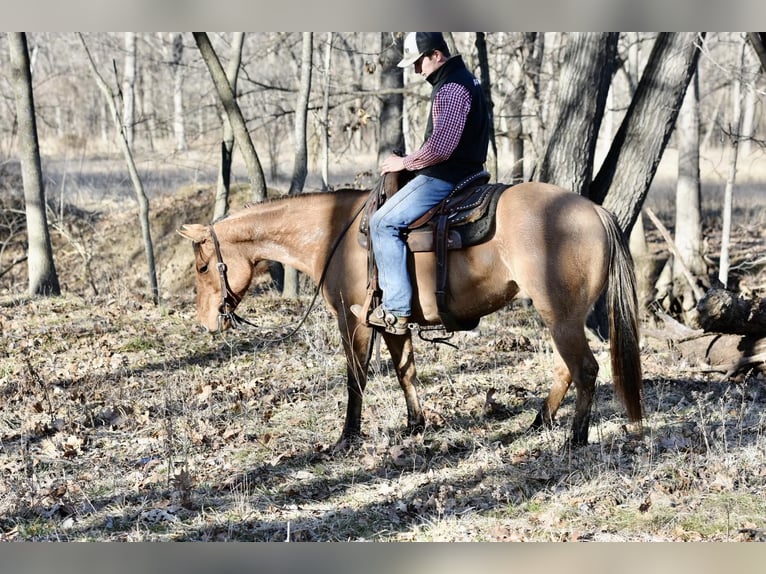 American Quarter Horse Wallach 4 Jahre 145 cm Falbe in Sweet Springs MO