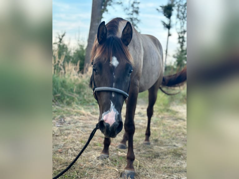 American Quarter Horse Wallach 4 Jahre 145 cm Grullo in Amstetten