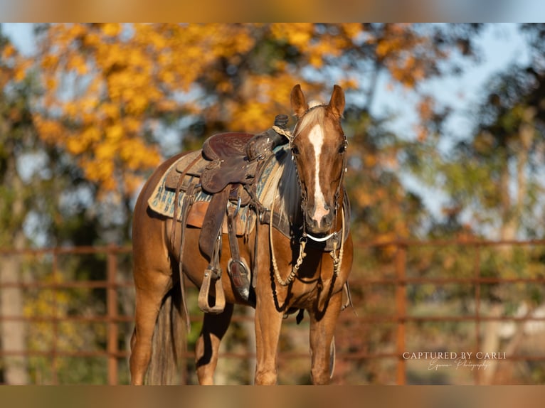 American Quarter Horse Wallach 4 Jahre 145 cm Palomino in Lewistown