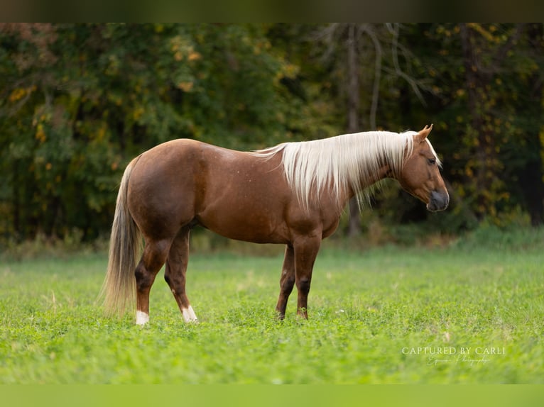 American Quarter Horse Wallach 4 Jahre 145 cm Palomino in Lewistown