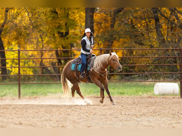 American Quarter Horse Wallach 4 Jahre 145 cm Palomino in Lewistown