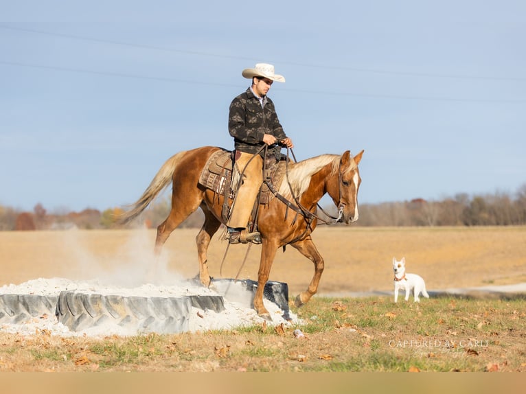 American Quarter Horse Wallach 4 Jahre 145 cm Palomino in Lewistown