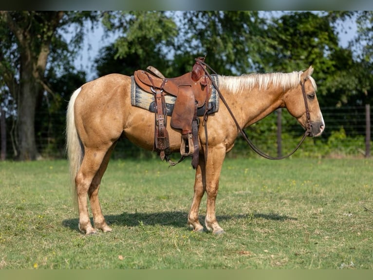 American Quarter Horse Wallach 4 Jahre 145 cm Palomino in Lufkin