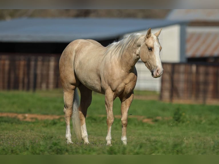American Quarter Horse Wallach 4 Jahre 145 cm Palomino in Stephenville TX