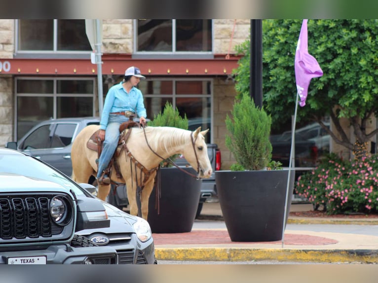 American Quarter Horse Wallach 4 Jahre 145 cm Palomino in Stephenville TX