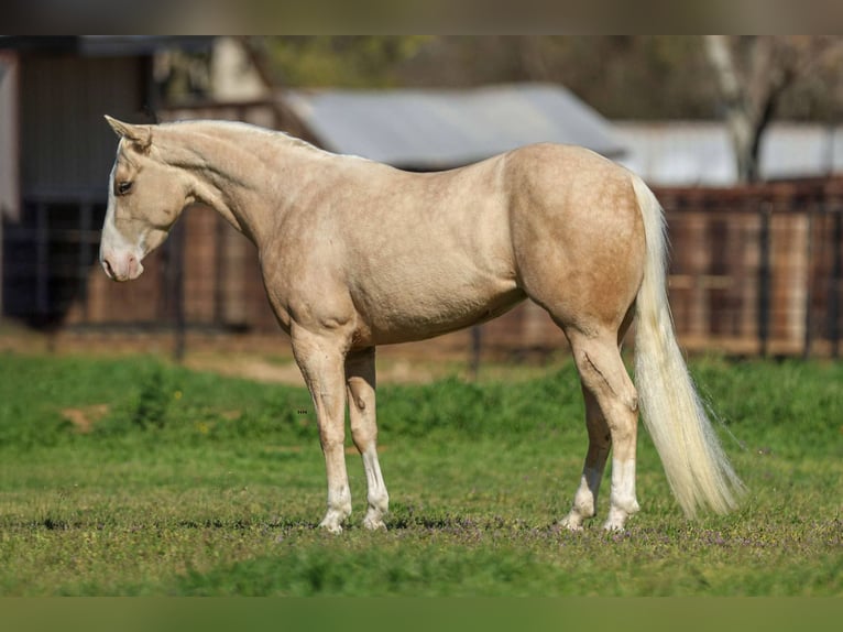 American Quarter Horse Wallach 4 Jahre 145 cm Palomino in Stephenville TX
