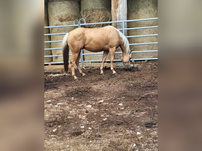 American Quarter Horse Wallach 4 Jahre 145 cm Palomino in Koprivnica