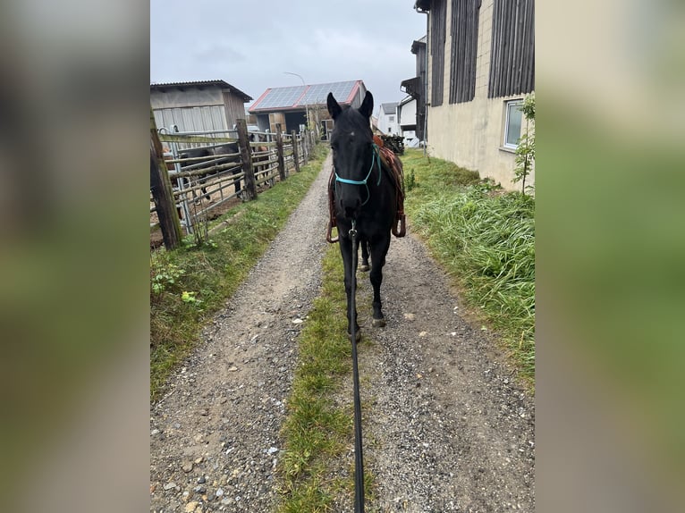 American Quarter Horse Wallach 4 Jahre 145 cm Rappe in Gro&#xDF;g&#xF6;ttfritz