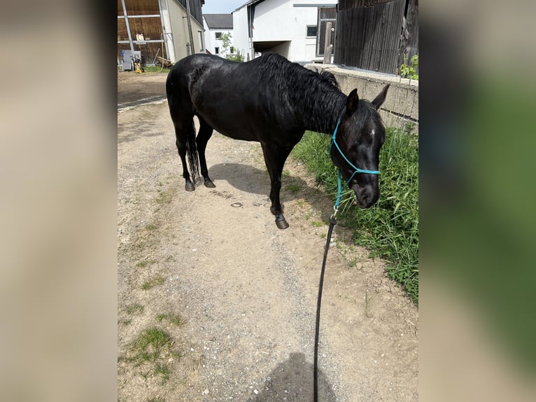 American Quarter Horse Wallach 4 Jahre 145 cm Rappe in Gro&#xDF;g&#xF6;ttfritz