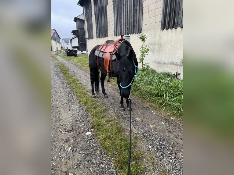 American Quarter Horse Wallach 4 Jahre 145 cm Rappe in Gro&#xDF;g&#xF6;ttfritz