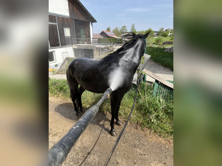 American Quarter Horse Wallach 4 Jahre 145 cm Rappe in Gro&#xDF;g&#xF6;ttfritz