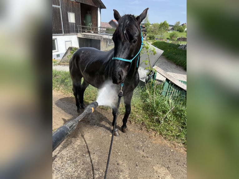 American Quarter Horse Wallach 4 Jahre 145 cm Rappe in Gro&#xDF;g&#xF6;ttfritz
