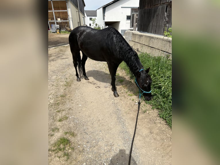 American Quarter Horse Wallach 4 Jahre 145 cm Rappe in Gro&#xDF;g&#xF6;ttfritz