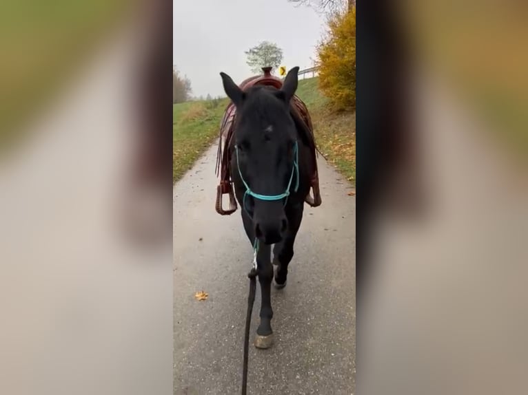 American Quarter Horse Wallach 4 Jahre 145 cm Rappe in Gro&#xDF;g&#xF6;ttfritz