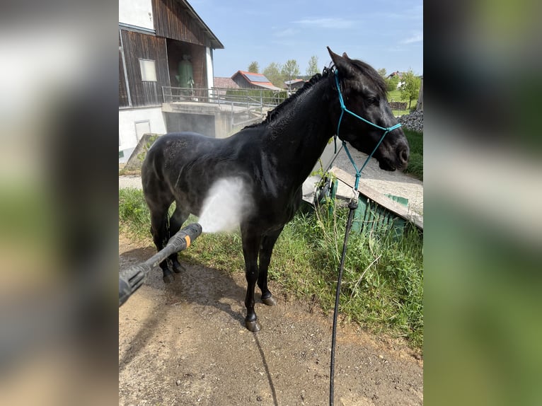 American Quarter Horse Wallach 4 Jahre 145 cm Rappe in Gro&#xDF;g&#xF6;ttfritz