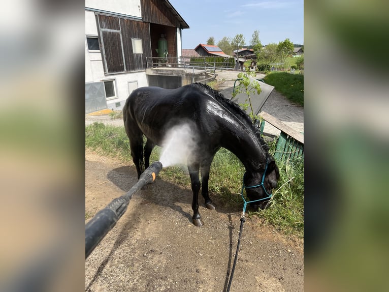 American Quarter Horse Wallach 4 Jahre 145 cm Rappe in Gro&#xDF;g&#xF6;ttfritz