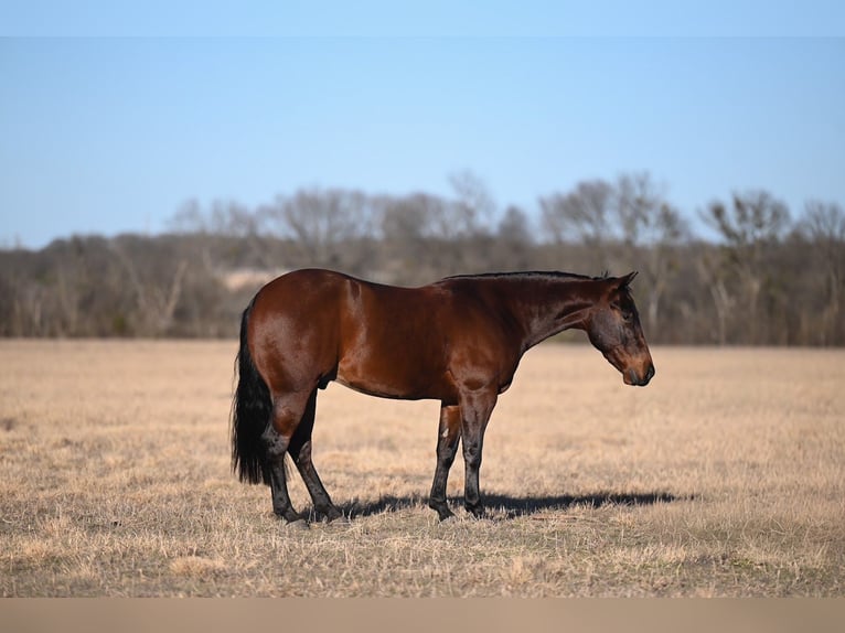 American Quarter Horse Wallach 4 Jahre 145 cm Rotbrauner in Waco