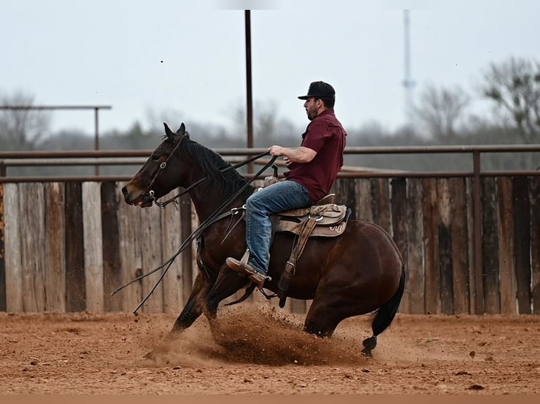 American Quarter Horse Wallach 4 Jahre 145 cm Rotbrauner in Waco