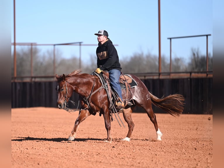 American Quarter Horse Wallach 4 Jahre 145 cm Rotfuchs in Waco