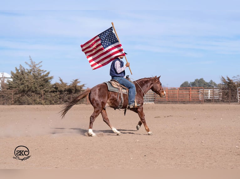 American Quarter Horse Wallach 4 Jahre 145 cm Rotfuchs in Canyon