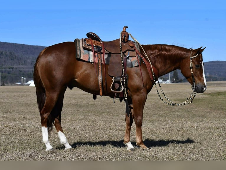 American Quarter Horse Wallach 4 Jahre 145 cm Rotfuchs in Rebersburg