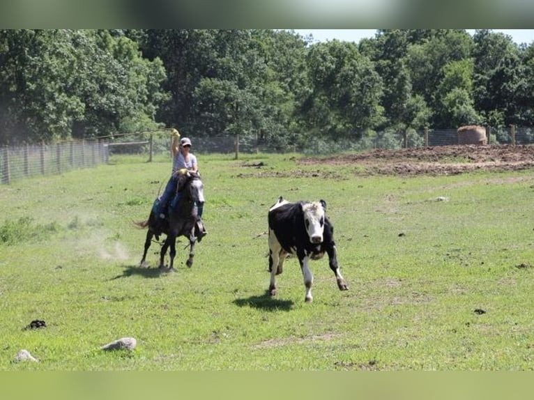 American Quarter Horse Wallach 4 Jahre 145 cm Schimmel in Howell MI