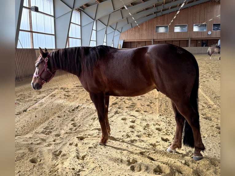 American Quarter Horse Wallach 4 Jahre 146 cm Dunkelfuchs in Höchstberg