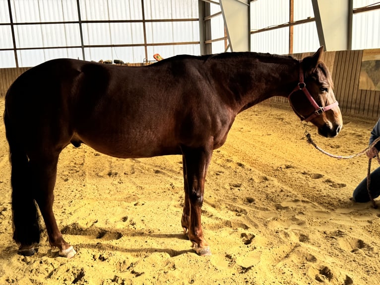 American Quarter Horse Wallach 4 Jahre 146 cm Dunkelfuchs in Höchstberg