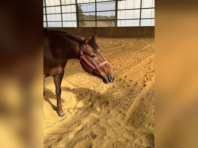 American Quarter Horse Wallach 4 Jahre 146 cm Dunkelfuchs in Ueß