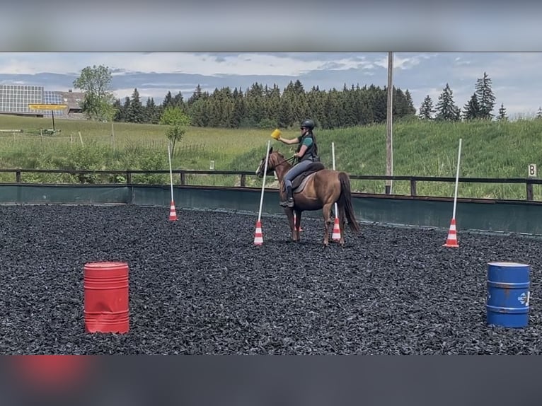 American Quarter Horse Mix Wallach 4 Jahre 146 cm Fuchs in Breitnau