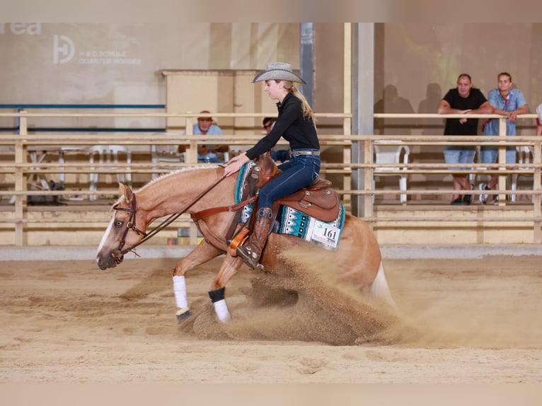American Quarter Horse Wallach 4 Jahre 146 cm Palomino in Eschenau