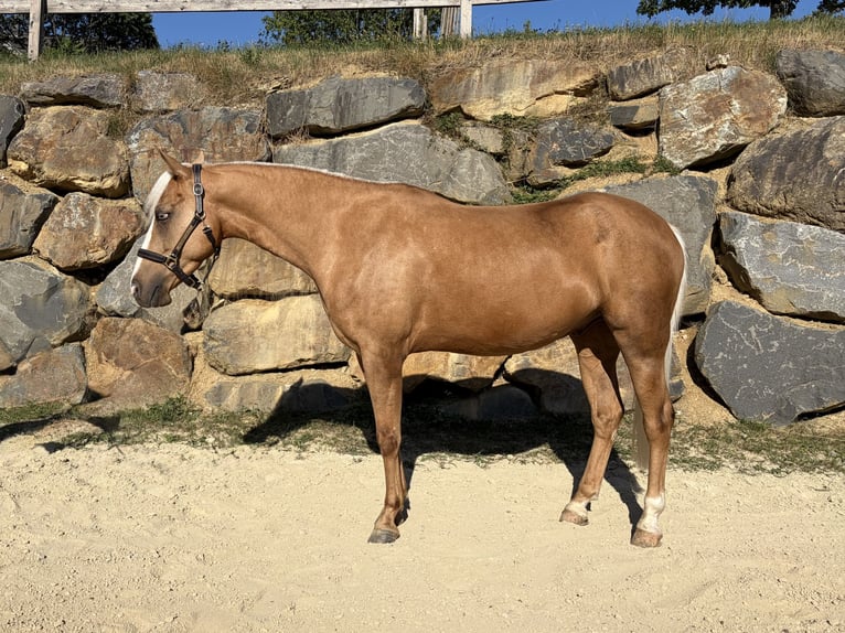 American Quarter Horse Wallach 4 Jahre 146 cm Palomino in Eschenau