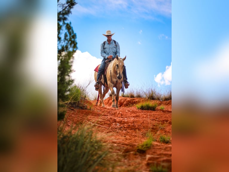 American Quarter Horse Wallach 4 Jahre 147 cm Dunalino in Amarillo