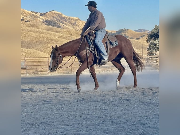 American Quarter Horse Wallach 4 Jahre 147 cm Dunkelfuchs in King City CA