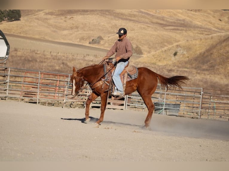 American Quarter Horse Wallach 4 Jahre 147 cm Dunkelfuchs in King City CA
