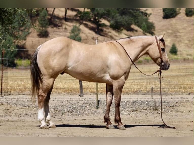 American Quarter Horse Wallach 4 Jahre 147 cm Falbe in King City