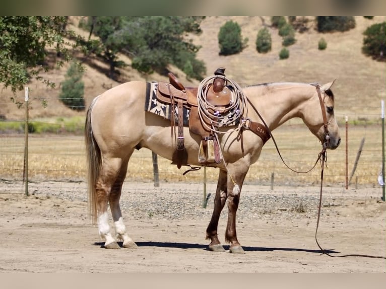 American Quarter Horse Wallach 4 Jahre 147 cm Falbe in King City