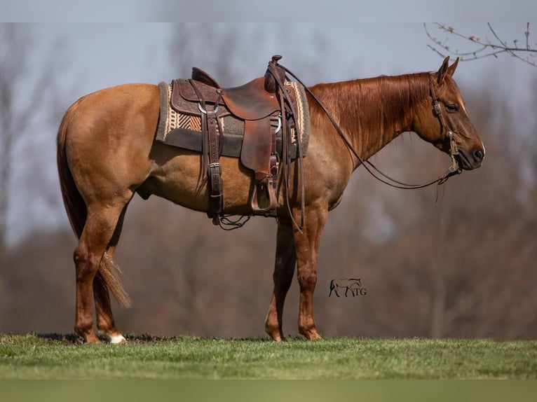 American Quarter Horse Wallach 4 Jahre 147 cm Falbe in MADISONVILLE, KY