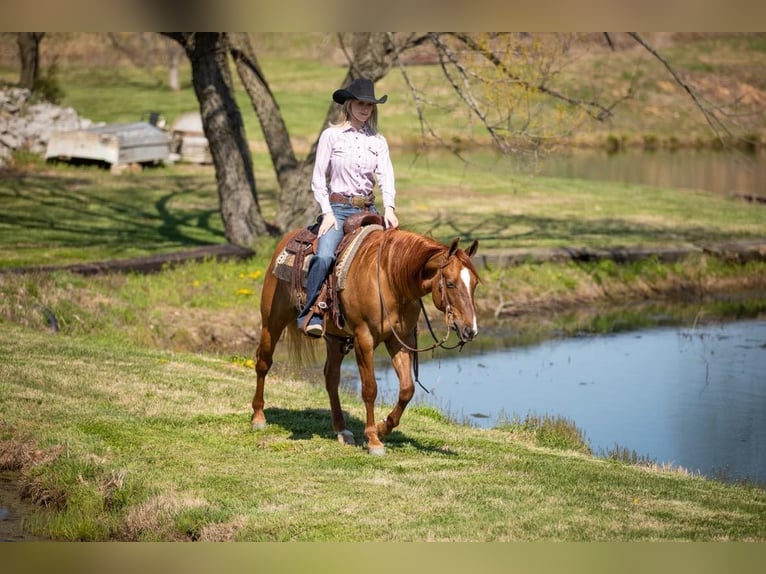 American Quarter Horse Wallach 4 Jahre 147 cm Falbe in MADISONVILLE, KY