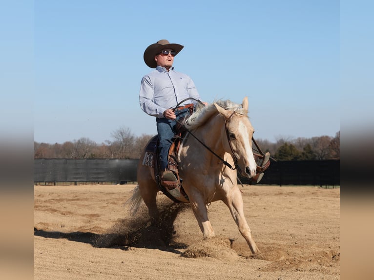 American Quarter Horse Wallach 4 Jahre 147 cm Palomino in Buffalo